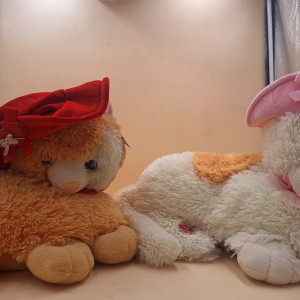 Gatos de peluche